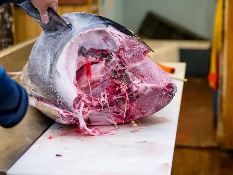 Before the First Bite: The Rigorous Journey That Brings Sushi-Grade Fish to American Tables